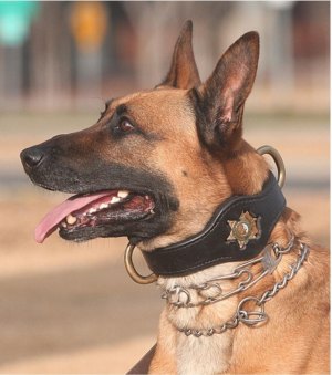 Sheriff's K-9 dog Max passes away
